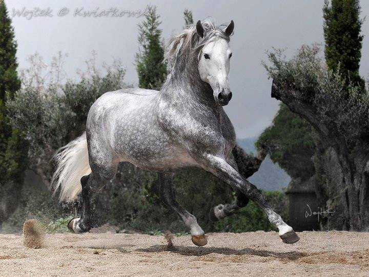 Andalusian Stallion @Wojtek Kwiatkowski, Poland